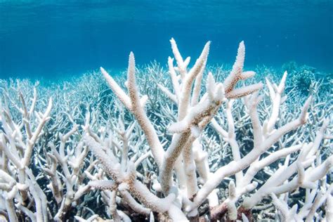 Understanding Coral Bleaching: Threats to the Great Barrier Reef ...