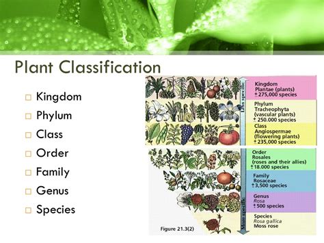 PPT - PLANT TAXONOMY PowerPoint Presentation, free download - ID:3077844