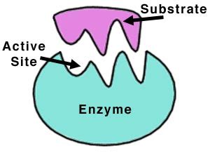 25 Examples of Enzymes in the Human Body and their Major Functions