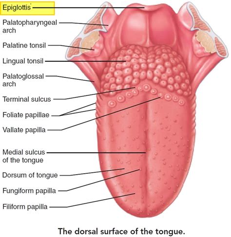 Epiglottis anatomy, location, function and epiglottis infection