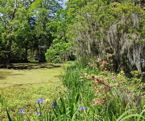 Top 4 Plantations to Visit in Charleston | Charleston Plantations