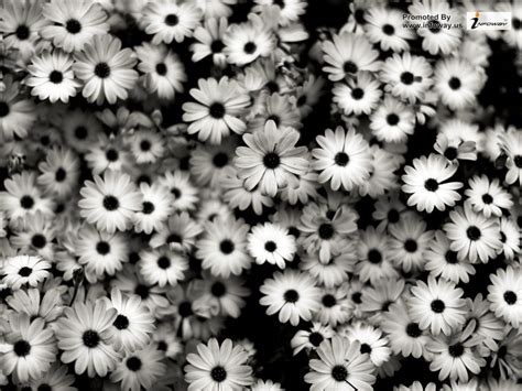 Black And White Flowers Wallpapers Group (59+)