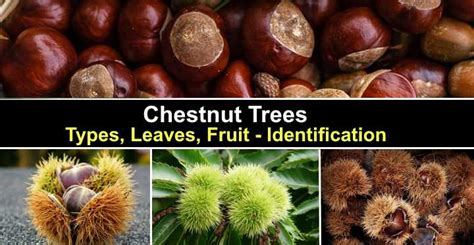 Chestnut Trees: Types, Leaves, Fruit - American, European and More ...