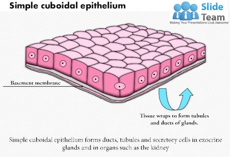 Simple Cuboidal Epithelium Location