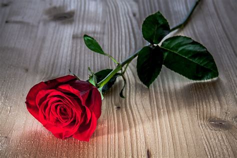 HD Red Rose Wallpaper (73+ images)