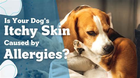 Is Your Dog's Itchy Skin Caused by Allergies? Here's How to Tell ...