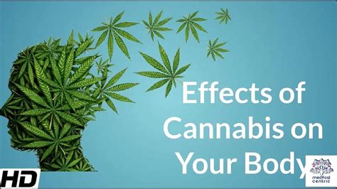 Effects of Cannabis on your body. - CBD Telegraph