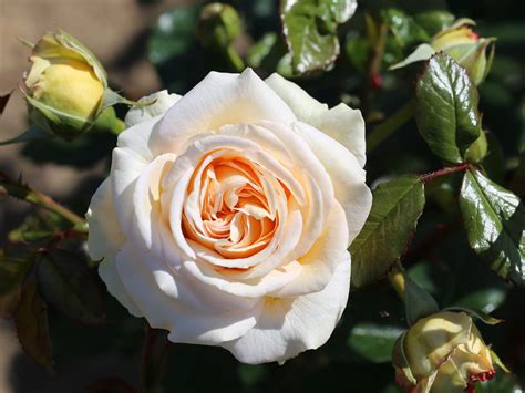 Hybrid Tea Rose Charisma | Buy Online | Ashwood Nurseries