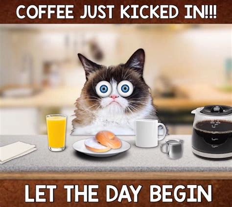 Grumpy Cat Coffee ☕️ | Grumpy cat, Grumpy cat meme, Silly cats