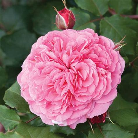 Old English Shrub Rose Collection x 5 | YouGarden