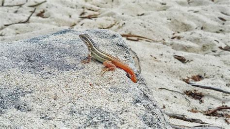 Lizard at Isla Catalina, Dominican Republic