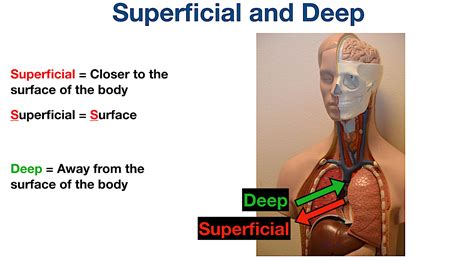 Anatomical Position and Directional Terms: Definitions, Example Labeled ...