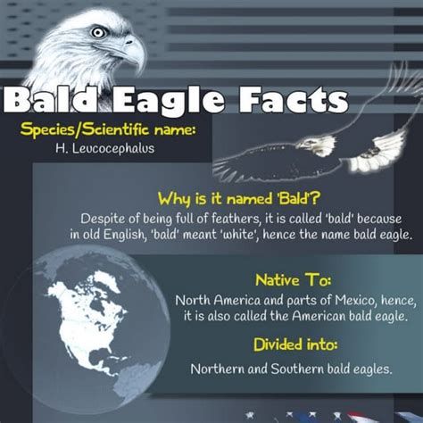 American Bald Eagle Facts – Mocomi Kids | PDF