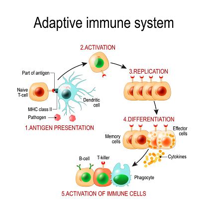 Adaptive Immune System From Antigen Presentation To Activation Of Other ...