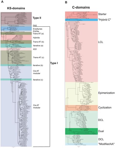 A) KS domain phylogeny. Polyphyletic groups are distinguished by ...