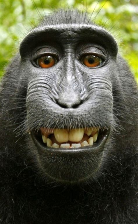 Monkey Smiling Meme