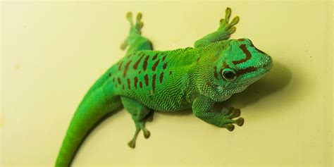 Madagascar Giant Day Gecko | Smithsonian's National Zoo and ...