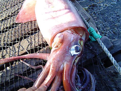 ESA - Envisat fishes up facts behind Chilean giant squid invasion