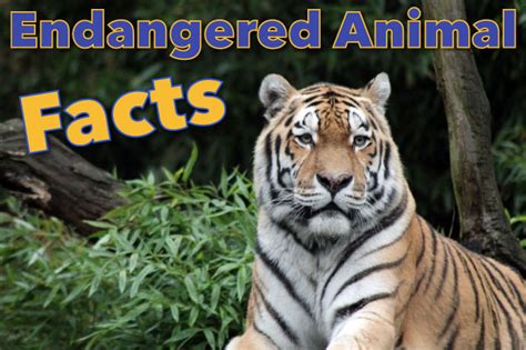 Endangered Animals Facts For Kids: Information & Pictures