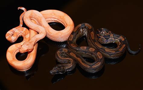 ...more beautiful boas available.. check them out - Jons Jungle