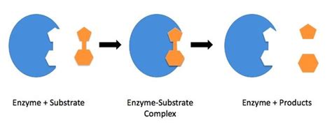 What is a Substrate in Biology? (Its Role with Examples)