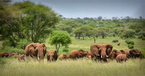 Wildlife in Serengeti National Park - Tanzania