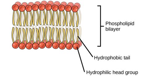 Lipids · Biology