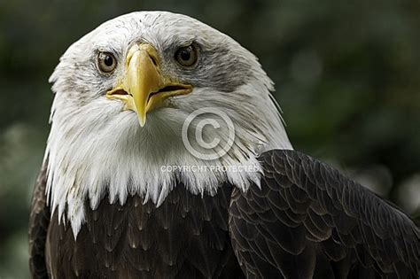 Bald Eagle Face Close Up – Wildlife Reference Photos for Artists