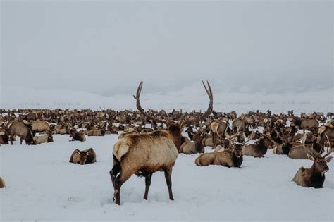 Sleigh Ride on the National Elk Refuge - Wanderlust Out West