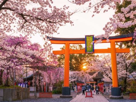 Top 6 địa điểm ngắm hoa anh đào ở Kyoto