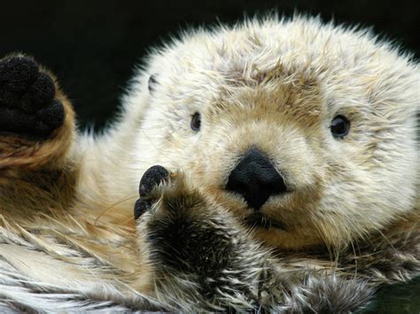 Cute Sea Otters Eating