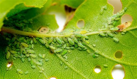 16 PROVEN Ways to Get Rid of Aphids on Tomatoes (2023) - The Gardening Dad