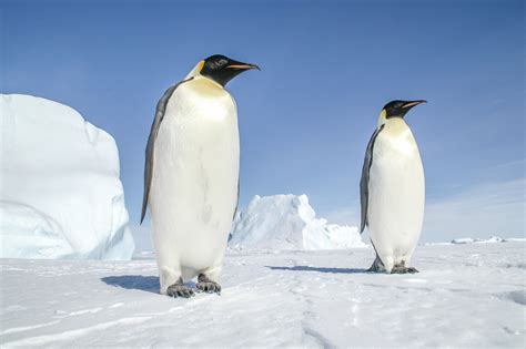 Real Emperor Penguin