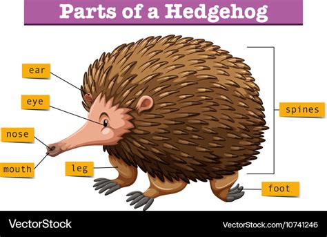 Despertar episodio luego hedgehog anatomy diagram Tomar represalias ...