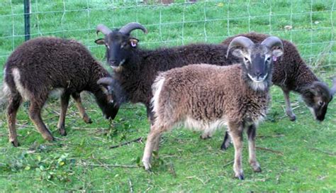 Soay Sheep Breeders Cooperative