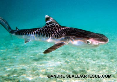 Tiger Shark Pups | Tiger Sharks in Hawaii