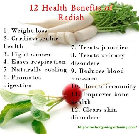 Radish Oil Benefits - ReumVegetable