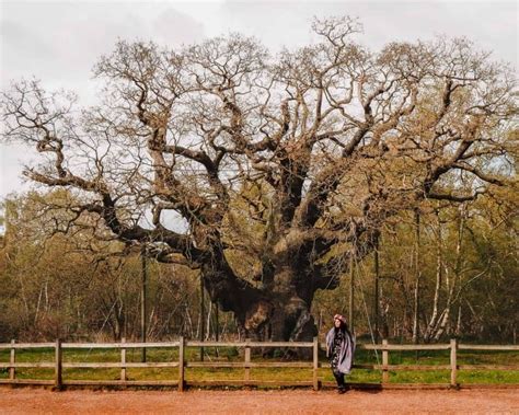 10 Incredible Sherwood Forest Robin Hood Activities - Discover The ...