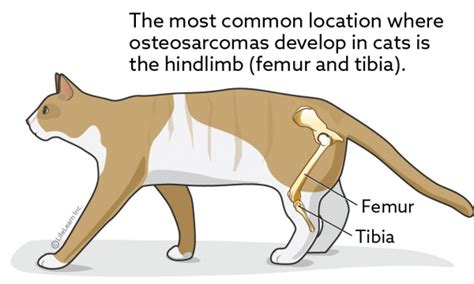 Osteosarcoma in Cats | VCA Animal Hospital