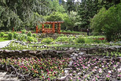 beautiful flowers in cascade gardens in spring