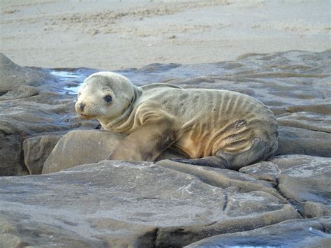 Slideshow: Starving sea lion pups overwhelming rescue efforts | 89.3 KPCC