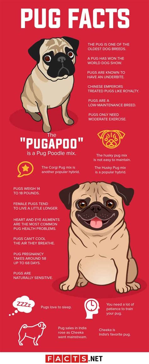 40 Interesting Pug Facts You Probably Never Knew About - Facts.net