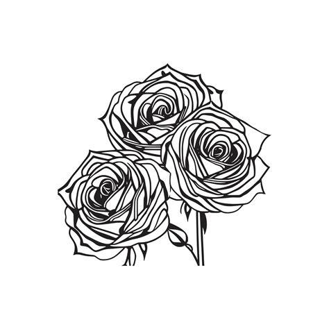 Roses hand drawn pencil sketch, coloring page, and book, Rose flower ...