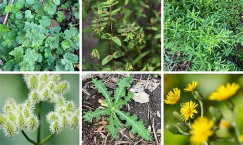 Garden Weeds Identification