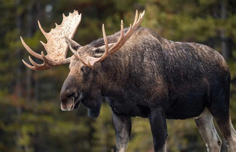 Discover the Largest Moose Ever Caught in Alaska - A-Z Animals