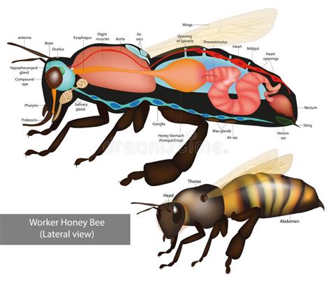 Structure of the Worker Honeybee. Lateral View. Anatomy of Bee with ...