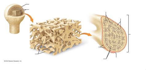 Structure of Spongy Bone Diagram | Quizlet