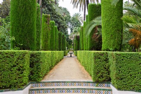 53 Stunning Topiary Trees, Gardens, Plants and Other Shapes