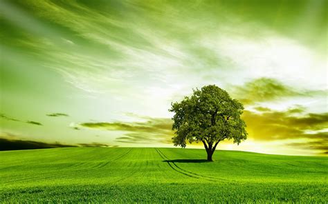 🔥 [30+] Tree Nature Wallpapers | WallpaperSafari