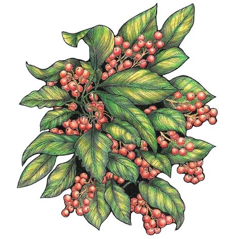 Holly Leaves And Berries Drawing | Free download on ClipArtMag